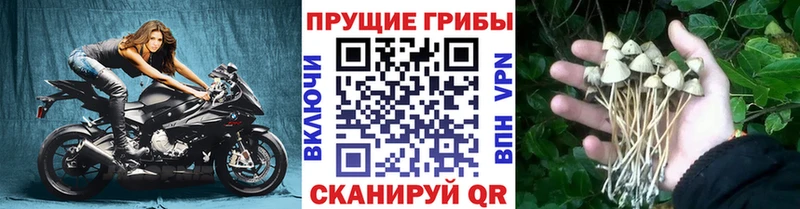 Галлюциногенные грибы Magic Shrooms  Новочебоксарск 